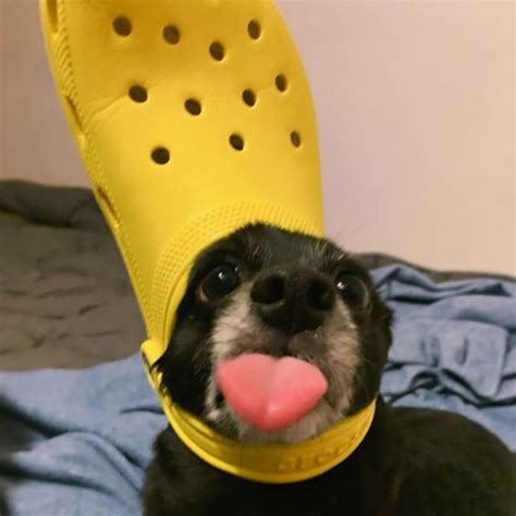 24 Funny Photos Of Pets Who Look Just Like The Pope With A Slipper On