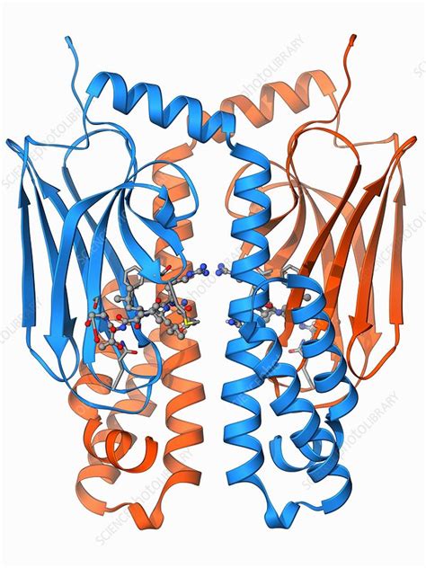 Heat Shock Protein 70 Stock Image F0069293 Science Photo Library