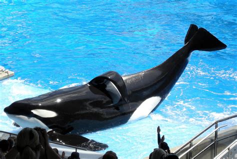 Sea Worlds Tilikum Is Sick Swimmingfree