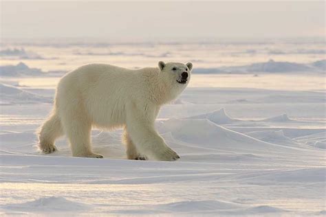 Naturepics Adult Polar Bears