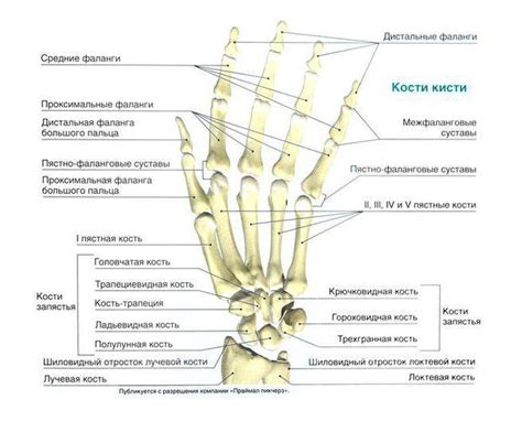 Huesos Del Carpo Anatomia Humana Huesos Anatomia Y Fisiologia Anatomia