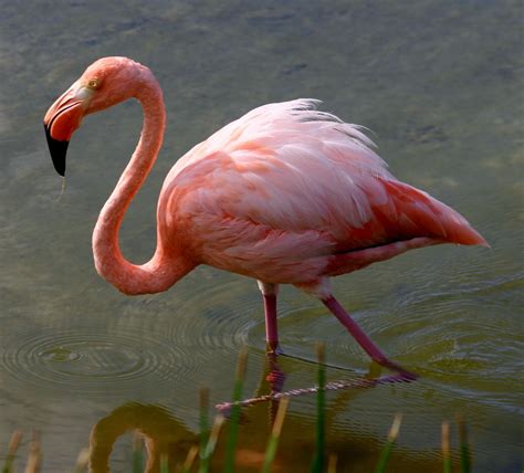 Filegreater Flamingo Galapagos Wikimedia Commons