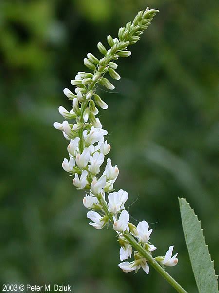 Check spelling or type a new query. Melilotus alba (White Sweet Clover): Minnesota Wildflowers
