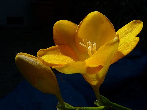 Trova immagini fiori gratis ✓ scarica immagini di fiori da scaricare ✓ scegli nuove immagini scegli l'immagine fiori perfetta per il tuo progetto. 15 splendidi fiori di marzo | Fito