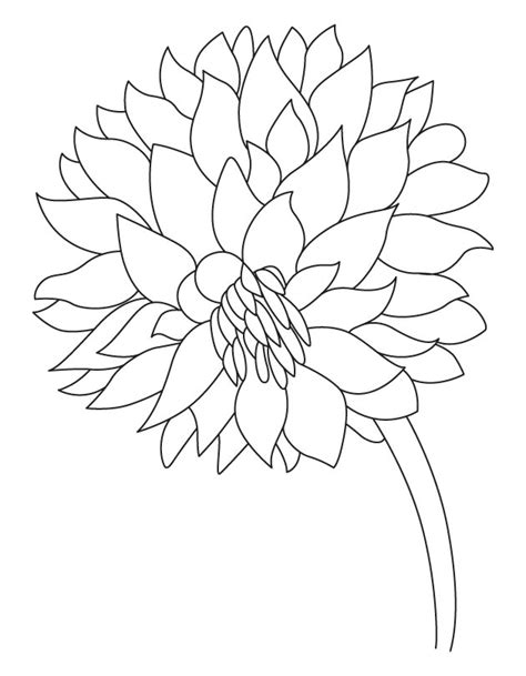 Garden Flower Dahlia Coloring Page Download Free Garden Flower Dahlia