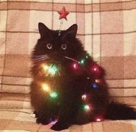 A Black Cat Sitting On Top Of A Couch With Christmas Lights Around It S