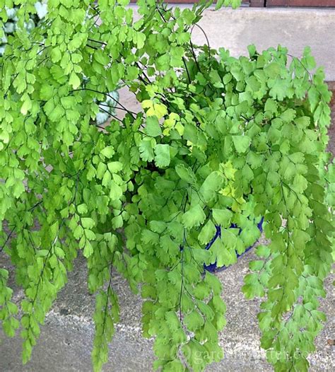 If necessary, divide them by cutting between the fleshy roots known as rhizomes, keeping as many leaves as possible on each division. Maidenhair Fern: A Hard to Kill Houseplant