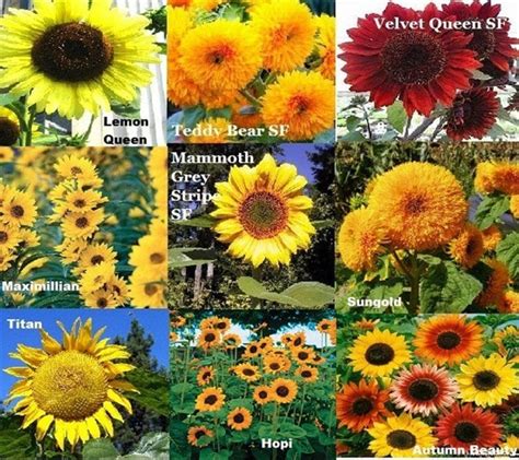 Perhatikan ph dan tingkat penyerapan tanah. 5 Cara Menanam Bunga Matahari yang Mudah - Ketahui.com