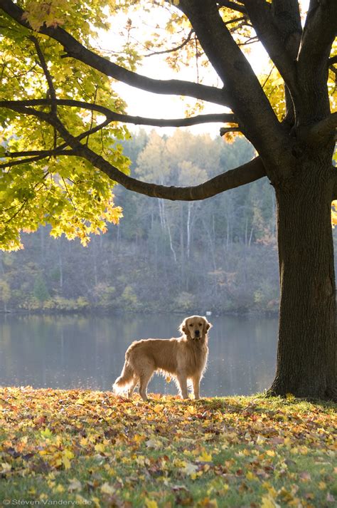 Golden Fall A Golden Retriever Under A Golden Maple Steven