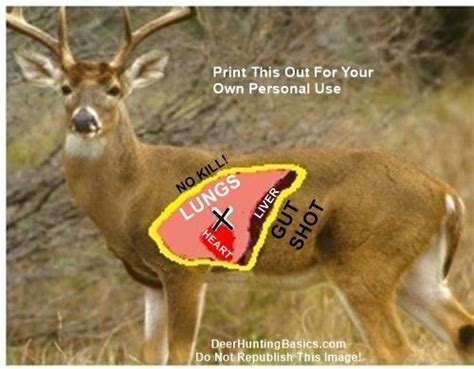 Bow Shot Placement On Deer Hunting Deer Shooting Deer Hunting Tips