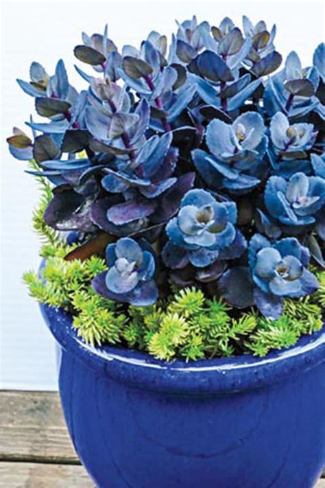 Blue flowering plants for pots. 15 Unique Indoor Plants That Will Liven Up Your Home ...