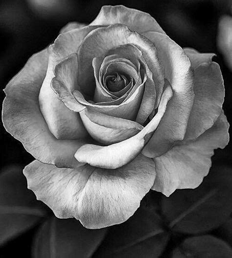 37 Best Black And White Roses Images In 2019 Black White Roses