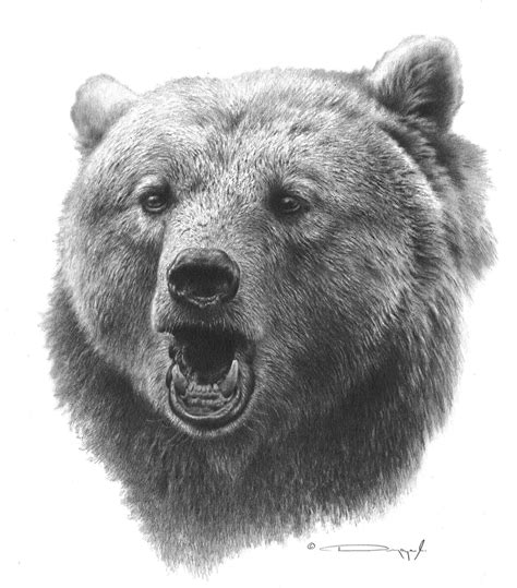 Maybe you would like to learn more about one of these? Pin by MARILYN MCCOY on Realistic Wildlife Pencil Drawings ...