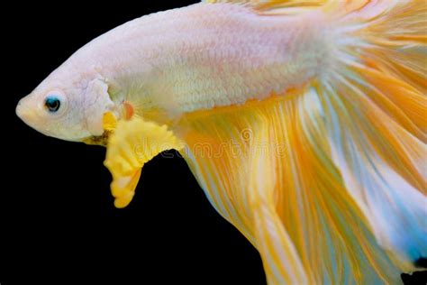 Golden Betta Fish With Isolate Black Backgroud Stock Image Image Of