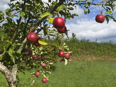 * creole in the caribbean: Apples In Hot Climates: Can You Grow Apples In Zone 8 Gardens
