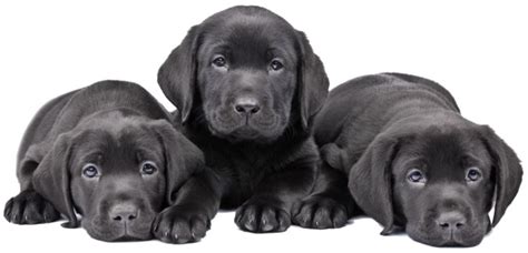 If you are unable to find your labrador retriever puppy in our puppy for sale or dog for sale sections, please consider looking thru thousands of labrador retriever dogs for adoption. Adorable Puppies for Sale! We Offer Purebred and Designer ...
