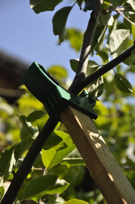Straighten up leaning trees, train vines and keep those veggies out of the dirt. Download STL file Limblift - Fruit Tree Branch Support ...