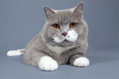 Best Indoor Cat Breeds Cat Breed Selector Cat World