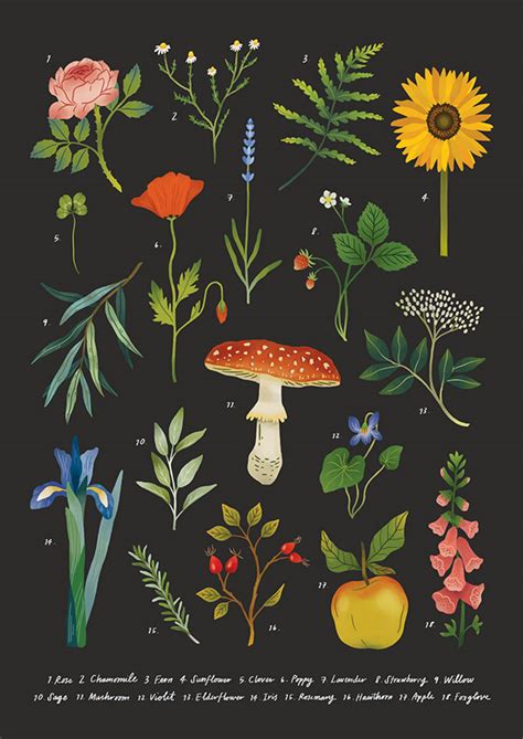Botanic Illustration Art Poster On Behance