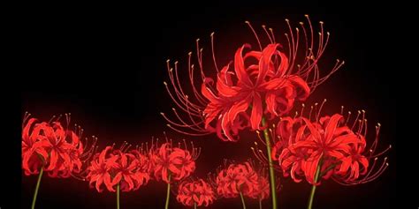 Pin By Eandmo On Ảnh Bìa Red Spider Lily Tokyo Ghoul Flower Lily