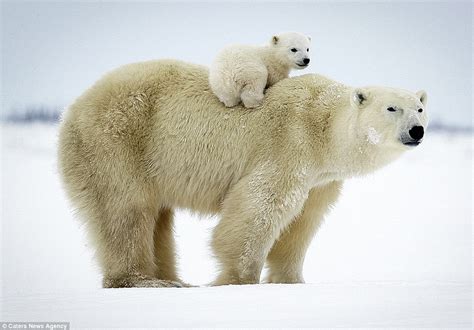 Polar Bear Cub Hitches A Lift From His Mother In Canadian