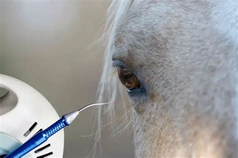 Options For Sarcoid Treatment In Horses Best Horse Rider
