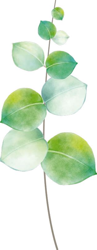 Eukalyptus Illustration Wandtattoo Tenstickers