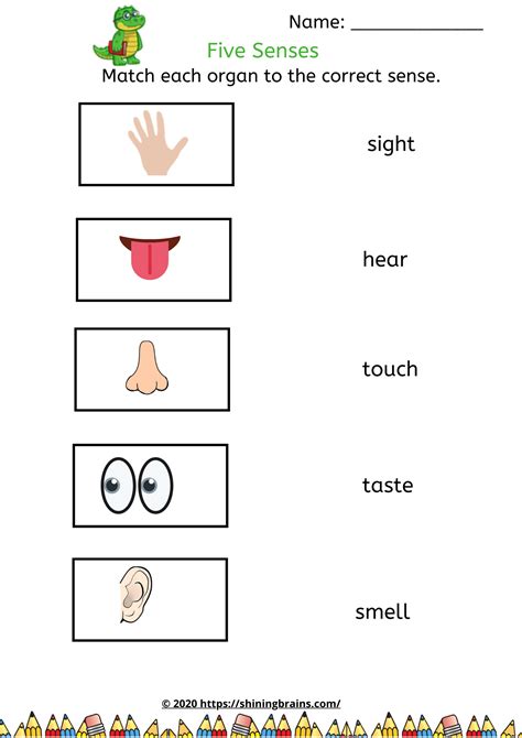 Parts Of The Body Senses Labelling Worksheet Activity Sheet Sexiz Pix