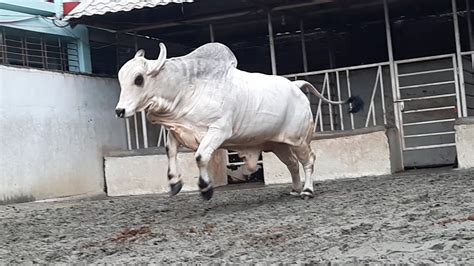 Biggest Brahman Bulls । Sadeeq Agro New Collection 2021 । Therajushow