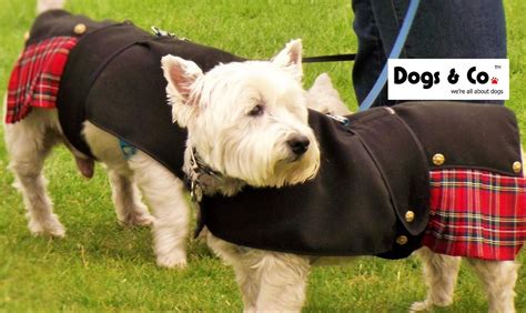 Kilts For Dogs From Dogs And Co With Images Tartan Dog Dogs Fur Babies