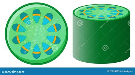 Vascular Tissue System Of Plant Xylem And Phloem Stock Vector