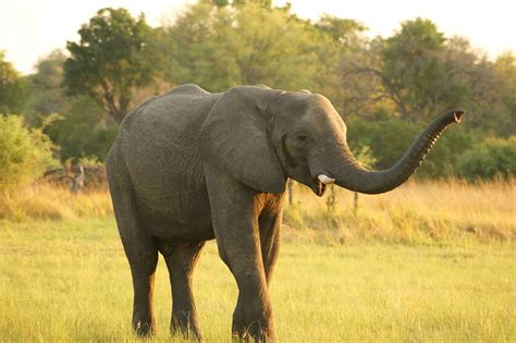 Elephant - trumpeting | Flickr - Photo Sharing!