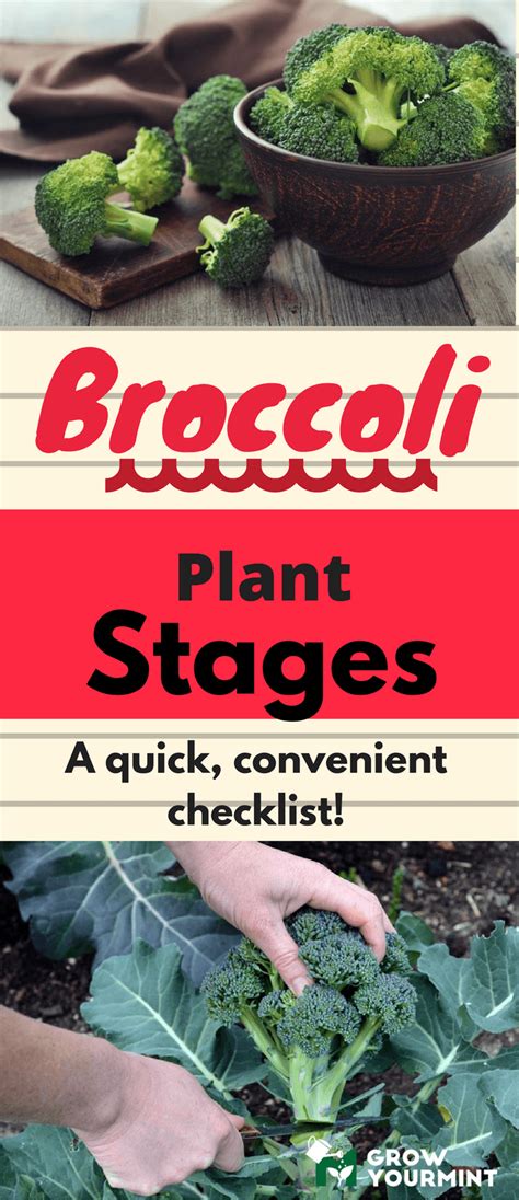 Sitemap Weekend Gardener Broccoli Plant Stages Broccoli Plant Plants