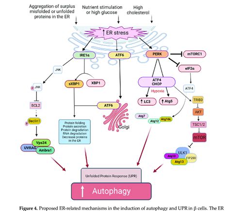 Proposed Er Related Mechanisms In The Induction Of Autophagy And Upr In