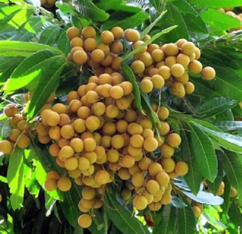 Longan Dimocarpus Dragon Eye Seedling Plant Tropical Fruit Tree