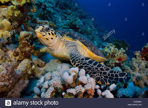 Coral Reef Red Sea Egypt Hawksbill Turtle Underwater