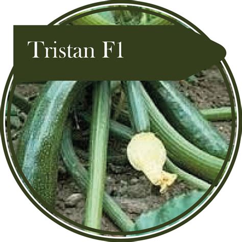 Courgette Tristan F1 Seed Straight From The Potting Shed