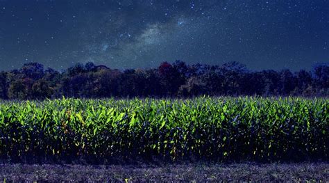 Starry Night Corn Field One Track Mind Photography Landscapes