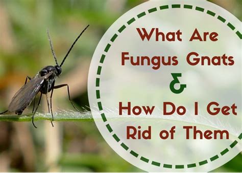 Ants have a head, thorax and abdomen; Fungus Gnats: Where Do These Little Flying Bugs Come From ...