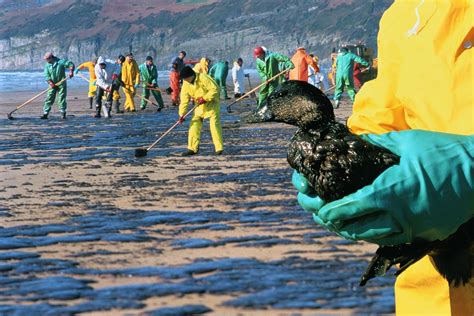 5 Environmental Consequences Of Oil Spills