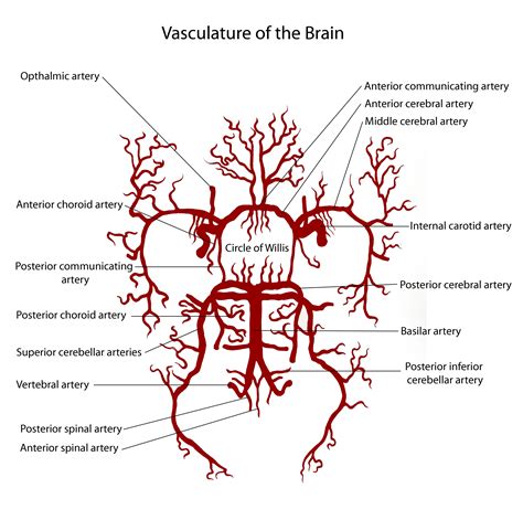 Vasculature Of The Brain Https De Pinterest Agneze Intro