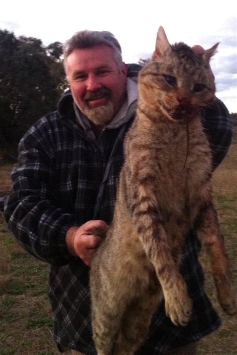 Feline Massacre Australia Unveils Plan To Kill Two Million Feral Cats