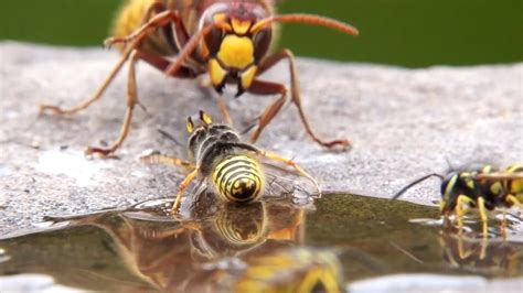 Giant Hornet Attack