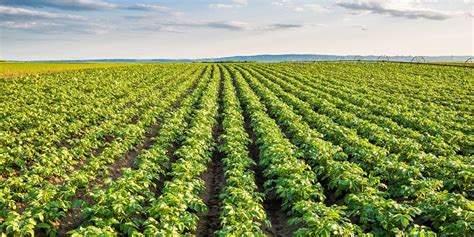 Overview of poultry and livestock production in malaysia: IBM Artificial Intelligence and Cloud Technology Helps ...