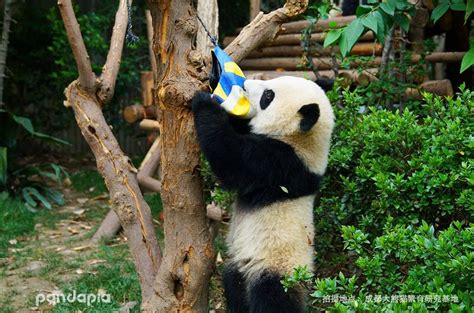 PANDAPIA | Panda bear, Panda, Cute panda
