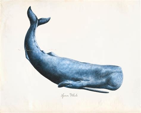 Vintage Sperm Whale Print 8x10 P230 By Orangetail On Etsy