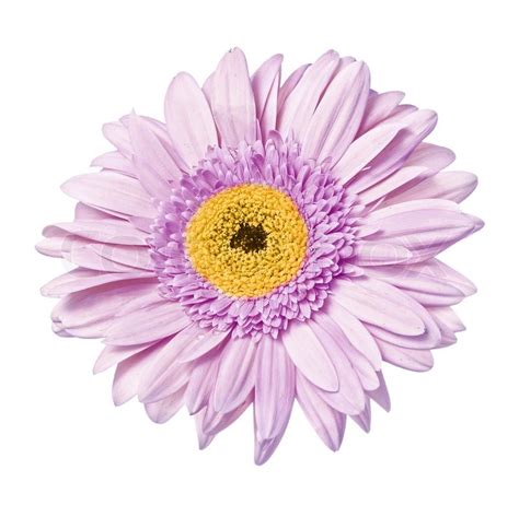 Download single flower images and photos. Single flower gerbera isolated on the white background ...