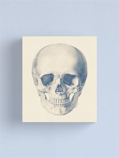 Full Human Skull Front Facing View Vintage Anatomy Canvas Print