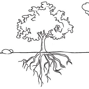 A type of tree or bush that makes cones and evergreen leaves,. Tree Root coloring, Download Tree Root coloring for free 2019