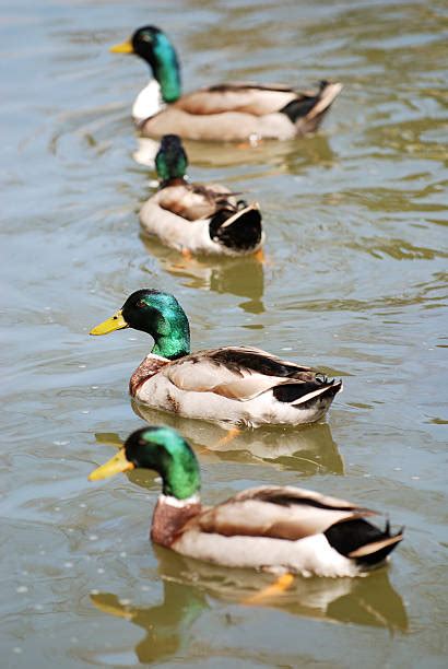 Best Duck Paddling Stock Photos Pictures And Royalty Free Images Istock